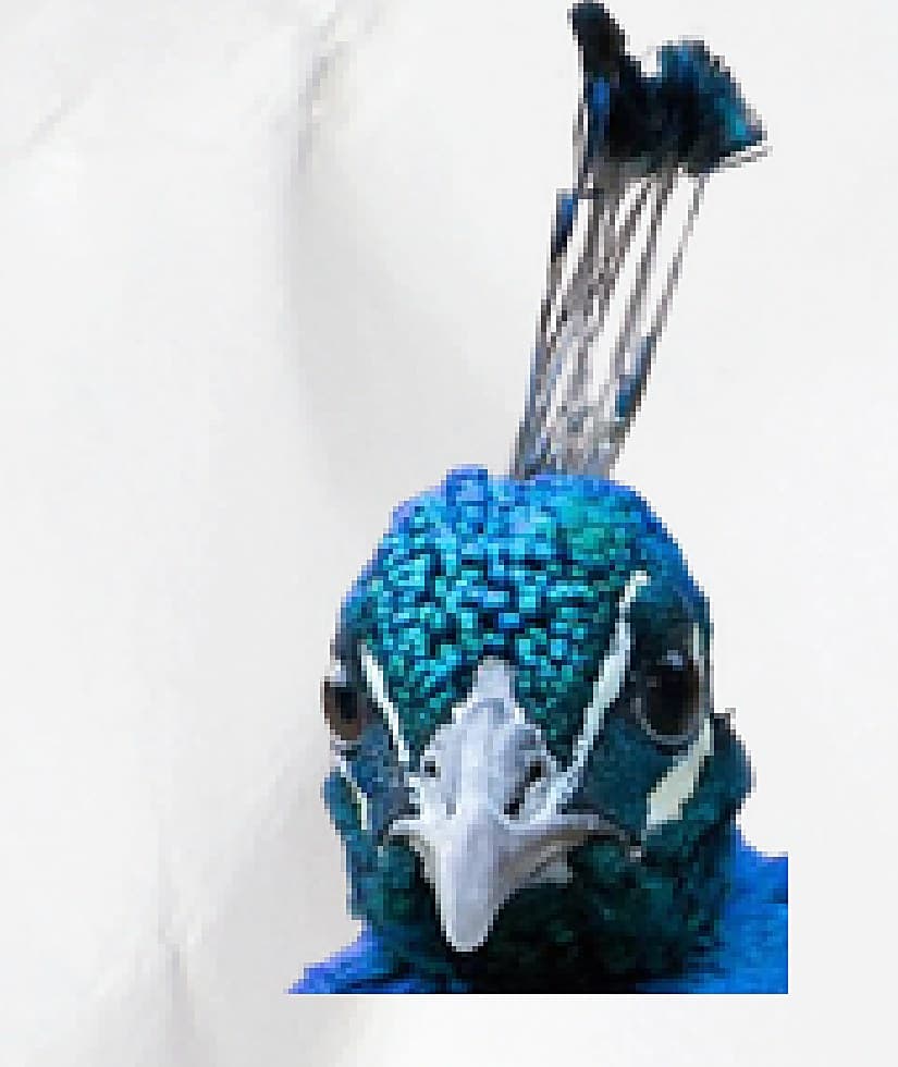 A peacock, printed beside the question about which is the ruder animal