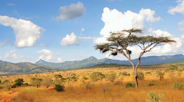An acacia tree standing alone on the Kenyan savannah beneath a wide sky